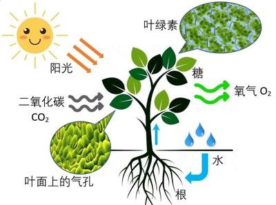 無(wú)線(xiàn)有效光合作用傳感器